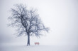 Winter tree in fog