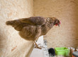 chicken in a hen house
