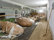 inside of a cow barn