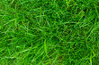 green grass background