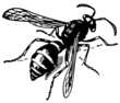 Wasp Odynerus