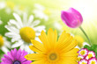 floral background