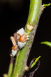 Scale insects