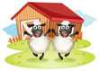 Two black sheeps with a barn at the back