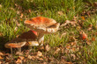 mature fly agaric mushrooms