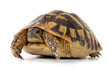 Turtle Testudo hermanni tortoise