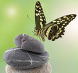 papillon sur galets