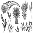 Vector: Getreide, Korn, Ähren, Kornfeld Getreide, Korn, Ähren, Kornfeld