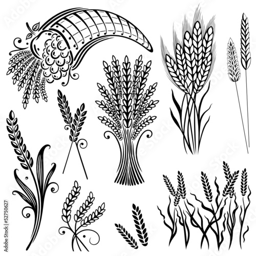 Vector: Getreide, Korn, Ähren, Kornfeld Getreide, Korn, Ähren, Kornfeld