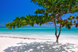 Zanzibar tropical tree at the beach
