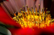 orange daisy close up