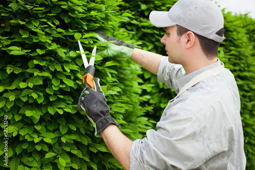 Photo: Gardener pruning an hedge Gardener pruning an hedge