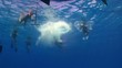 group of divers preparing to dive, Red sea