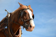 Portrait d'un cheval harnaché sous un ciel bleu
