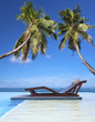 piscine tropicale sous les cocotiers