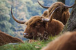 Highland cattle