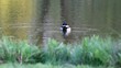 Duck in a pond cleaning its coat