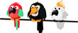 Oiseaux exotiques