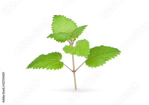 Photo: Fresh mint herb isolated on white Fresh mint herb isolated on white