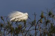 Little Egret Egretta garzetta