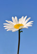 rosée sur marguerite