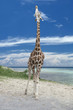 Isolated giraff on the blue cloudy sky background