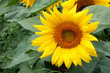 Sunflower closeup