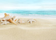 Shells on sandy beach