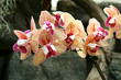 Orchids