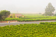 Vineyard culture landscape in the mist. Napa Valley. California.