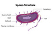 Vector: Sperm structure Sperm structure