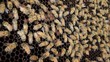 closeup bees working on honeycomb