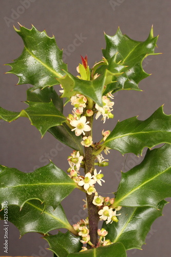 Photo: Holly leaves and flowers Holly leaves and flowers