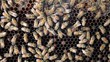 closeup bees working on honeycomb
