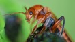 Weichkäfer - Cantharidae - Alien like