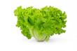 Green salad isolated