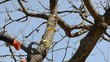 fruit tree cut trim two handle clippers spring garden
