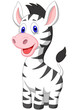 Cute baby zebra cartoon