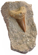 Tooth shark