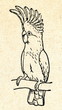 Foto: Inca Cockatoo Inca Cockatoo