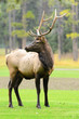 Rocky Mountain Elk