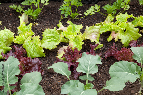 Photo: Gemüsegarten Gemüsegarten