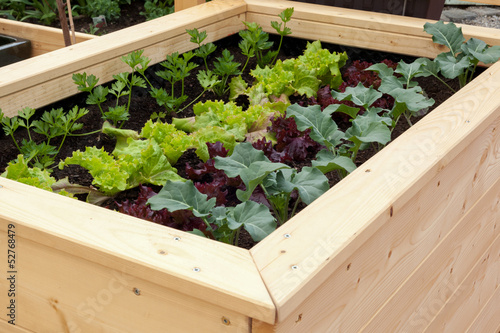 Photo: Gemüsegarten Gemüsegarten