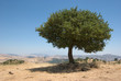 Oak Tree