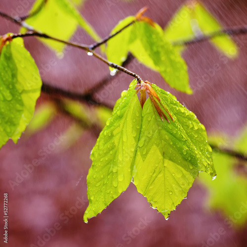 Photo: Rainy spring leaves Rainy spring leaves