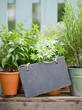 Foto: Fresh herbs, slate Fresh herbs, slate