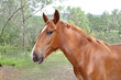 Photo: Cabeza de caballo, equus, Valdastillas, España Cabeza de caballo, equus, Valdastillas, España