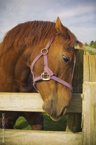 Photo: Healthy horse portrait Healthy horse portrait