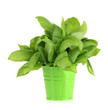 Fresh herb in colorful pail isolated on white
