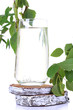 Glass of birch sap, isolated on white